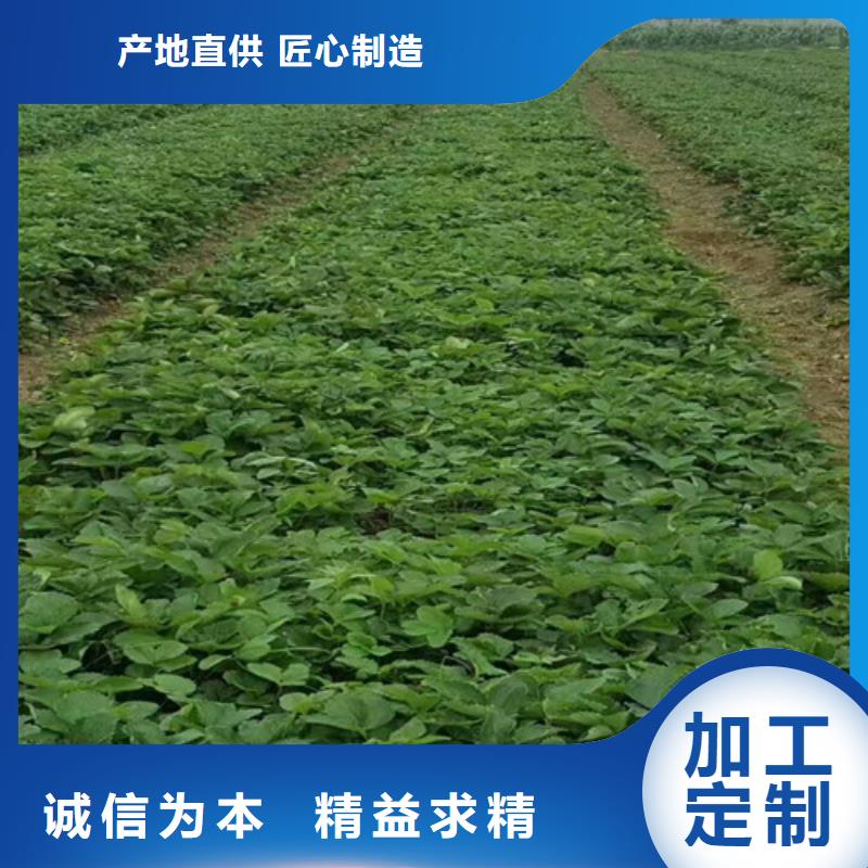 草莓种苗适应土地出货快