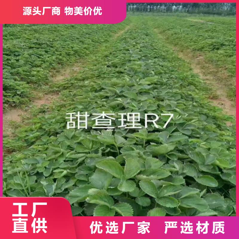 醴陵哪里卖奶油草莓苗，奶油草莓苗基地批发厂家现货供应