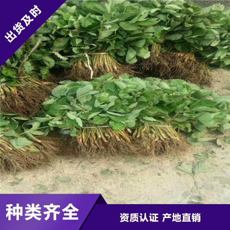 出售甜宝草莓苗，甜宝草莓苗栽植密度多年行业经验