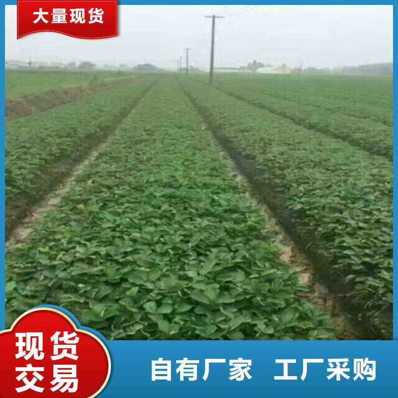 脱毒草莓苗种植品种选择买的放心安兴用的舒心