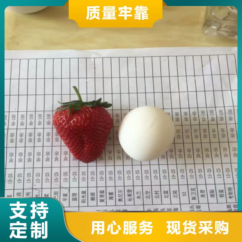 三沙市红颜草莓苗量大从优细节展示