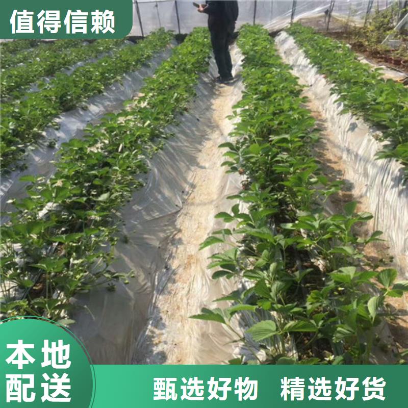 牛奶草莓苗_精益求精多种规格库存充足