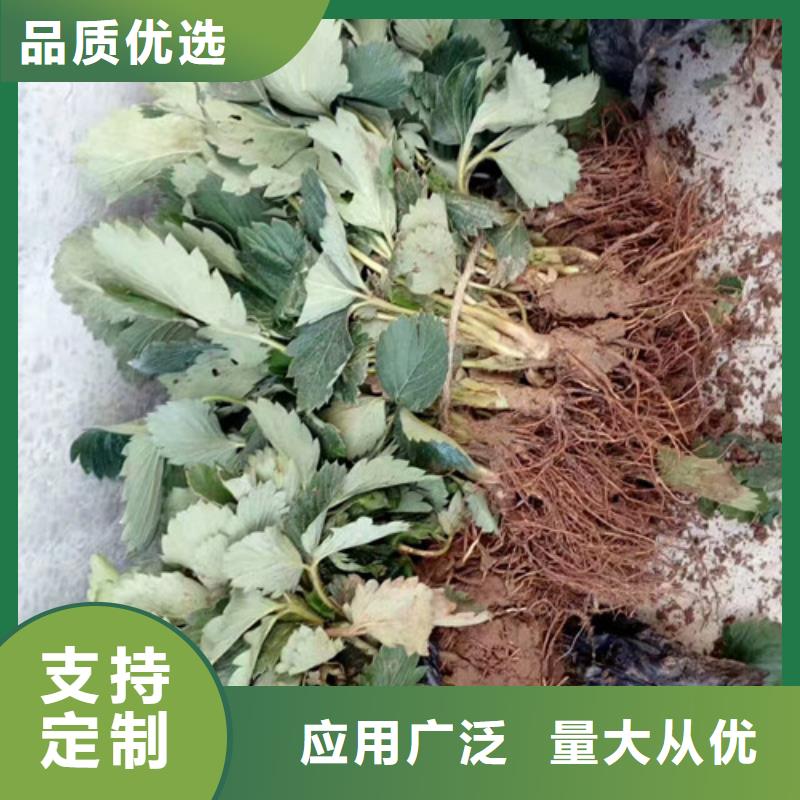二代草莓苗批发价格放心选购