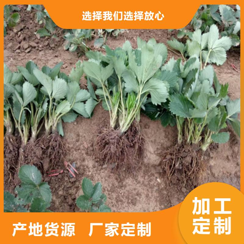 五桂山街道草莓种苗品种选择价格有优势