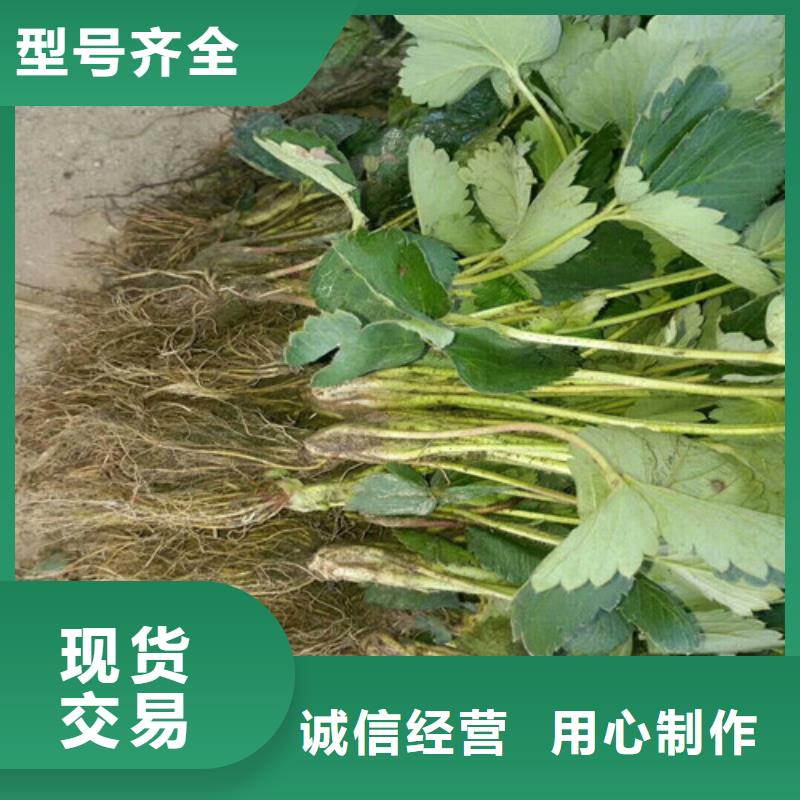 宁玉草莓苗耐储存品种支持定制批发