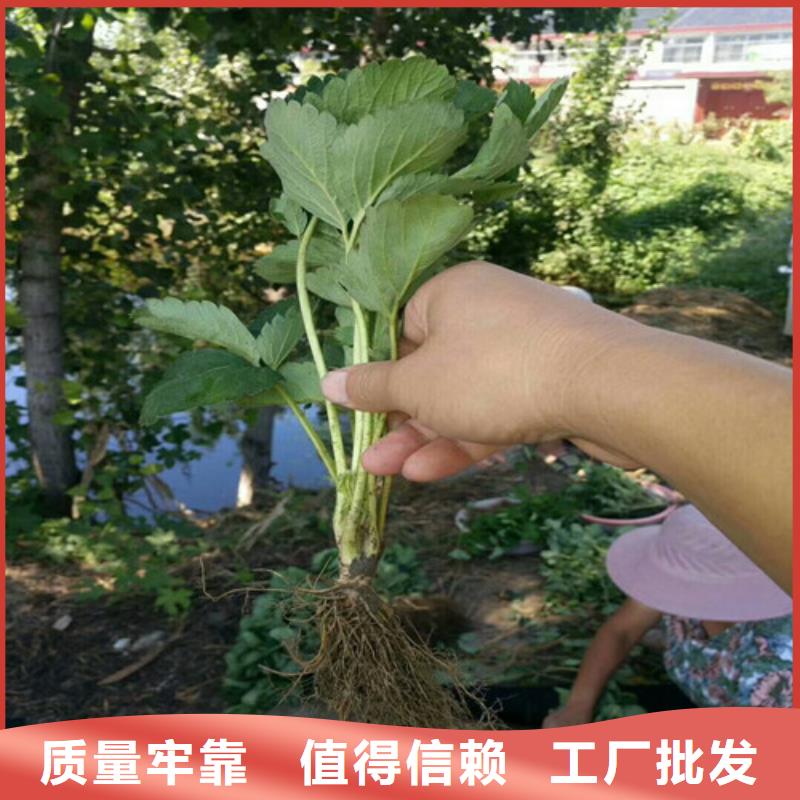 古镇镇大棚草莓苗品种选择本地服务商