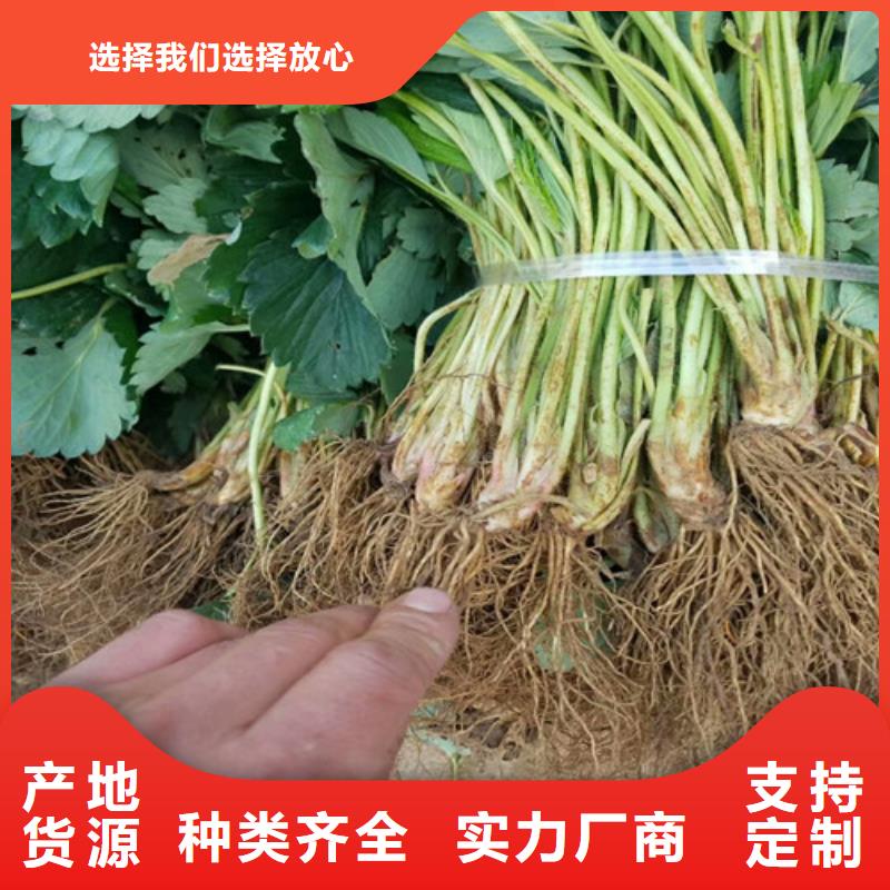 隋珠草莓苗批发价格不断创新