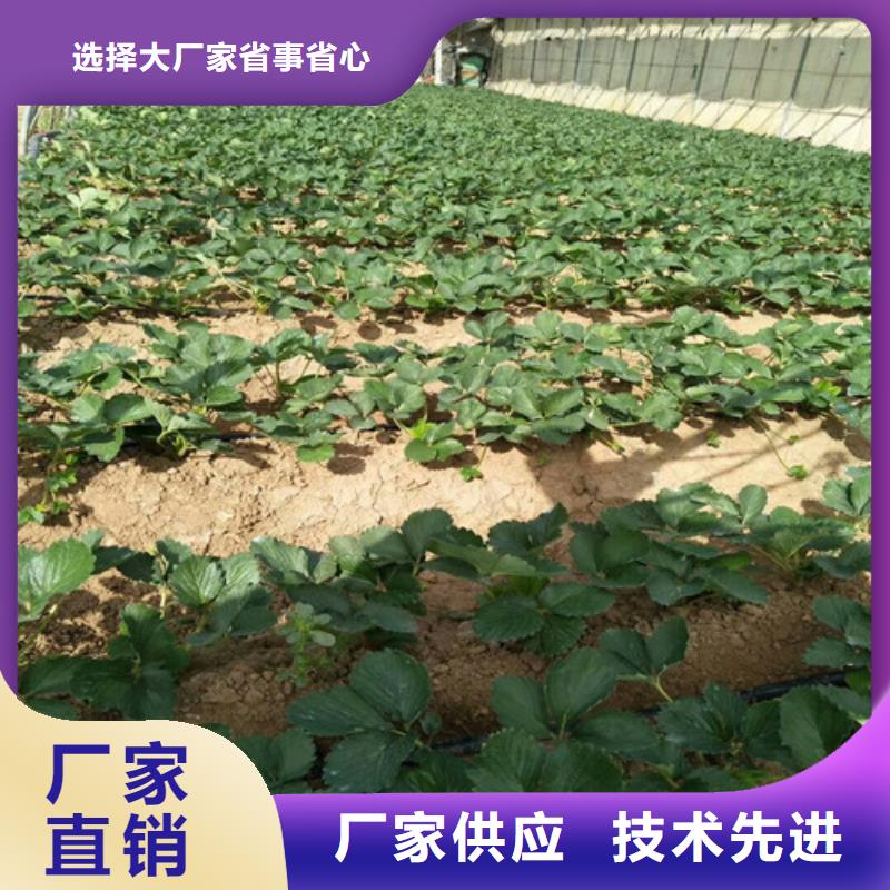 哪里出售桃熏草莓苗，桃熏草莓苗多少钱一棵使用寿命长久