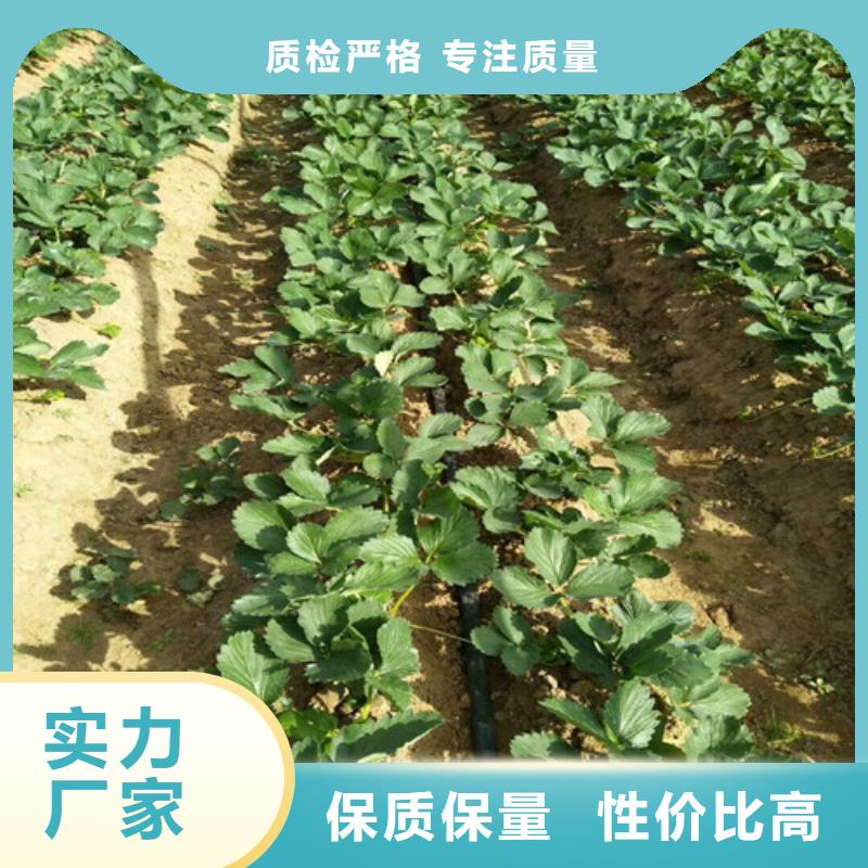 宁玉草莓苗品种选择交货准时