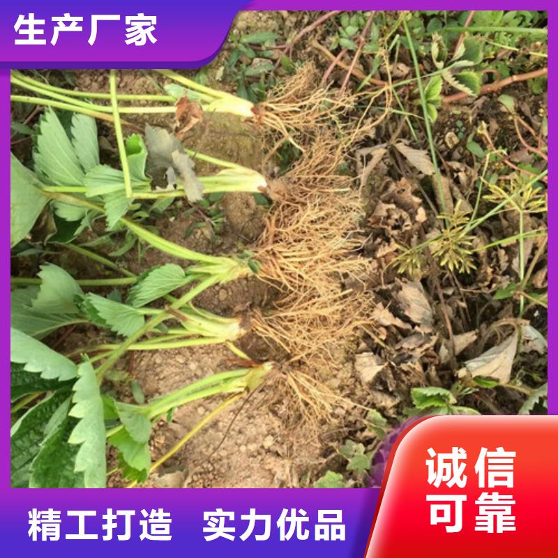 澄迈县红99草莓苗供应商报价款式多样