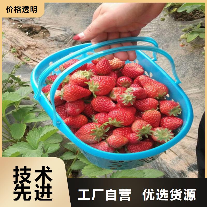 沙溪镇圣诞红草莓苗育苗厂家长期供应