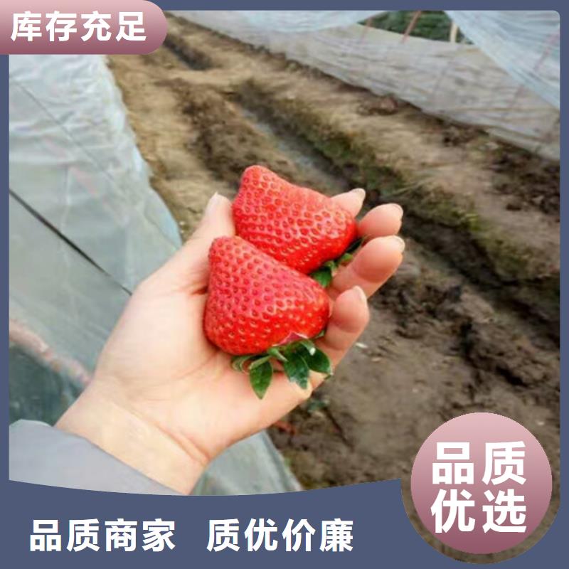 妙香7号草莓苗栽植密度当地经销商