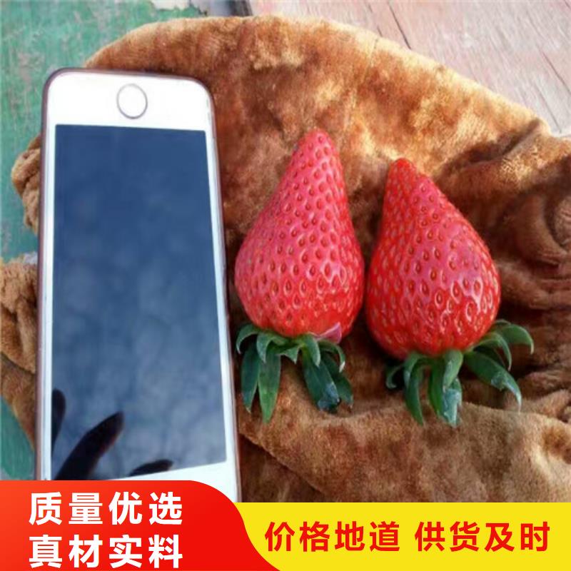 桃熏草莓苗产地源头好货