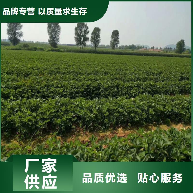 草莓苗哪里有批发的今年新款