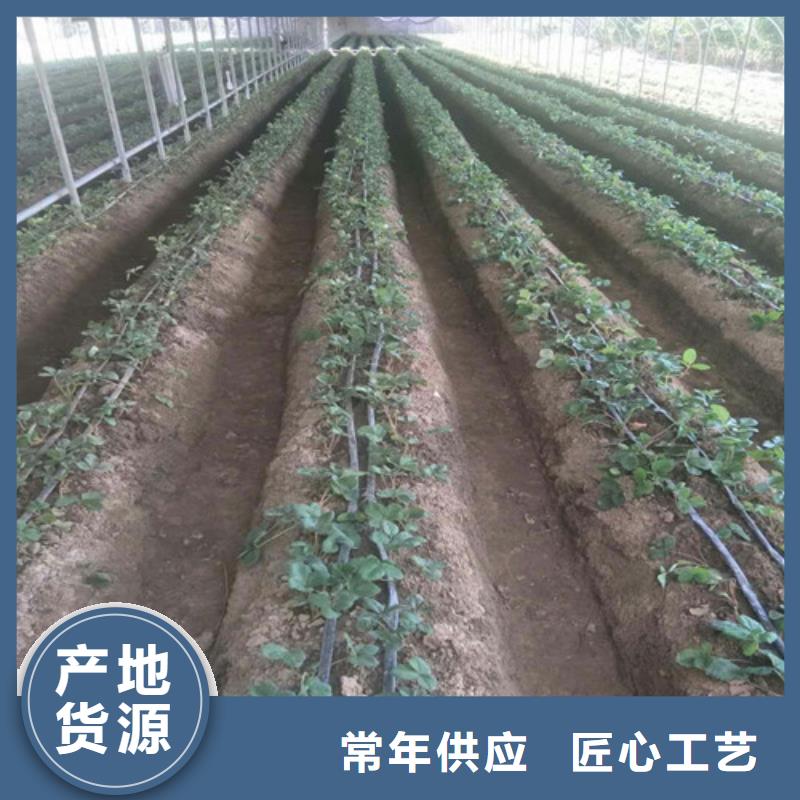 哪里有妙香草莓苗，妙香草莓苗耐储存品种本地厂家