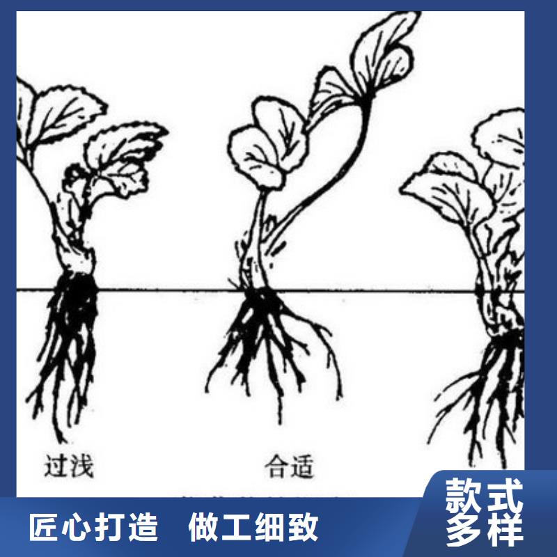 脱毒草莓苗安装生产加工
