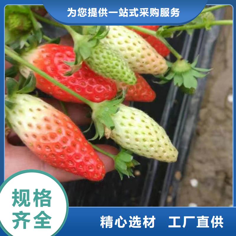 红颊草莓苗亩产多少本地生产厂家