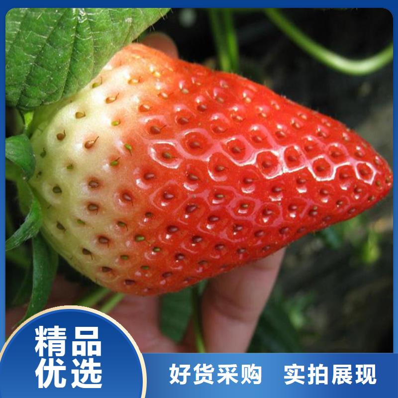 香蕉品种草莓苗品种齐全优选好材铸造好品质