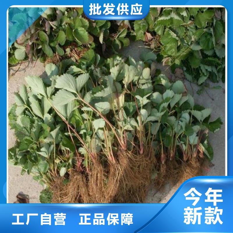 菠萝草莓苗基地出售免费询价