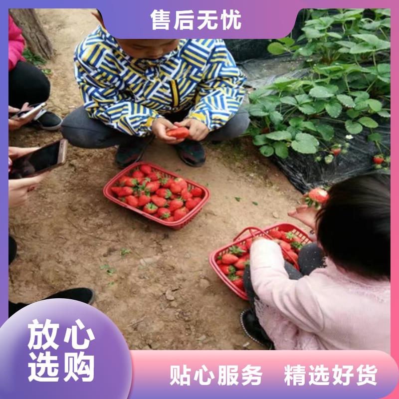 大棚草莓苗便宜价格支持货到付清