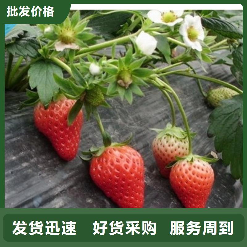 四季草莓苗适应土地满足客户需求