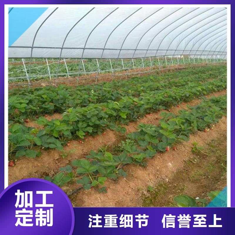 草莓苗品种哪里有批发的本地生产厂家