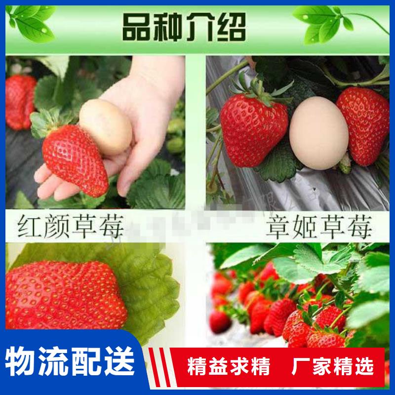 菠萝草莓苗种植品种选择产地货源
