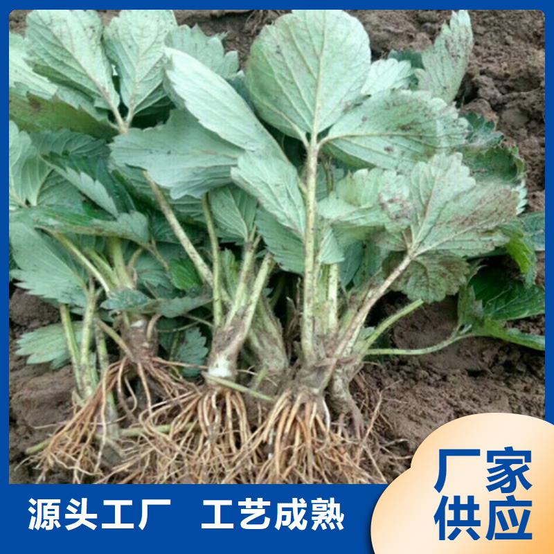 桃熏草莓苗品种选择规格齐全