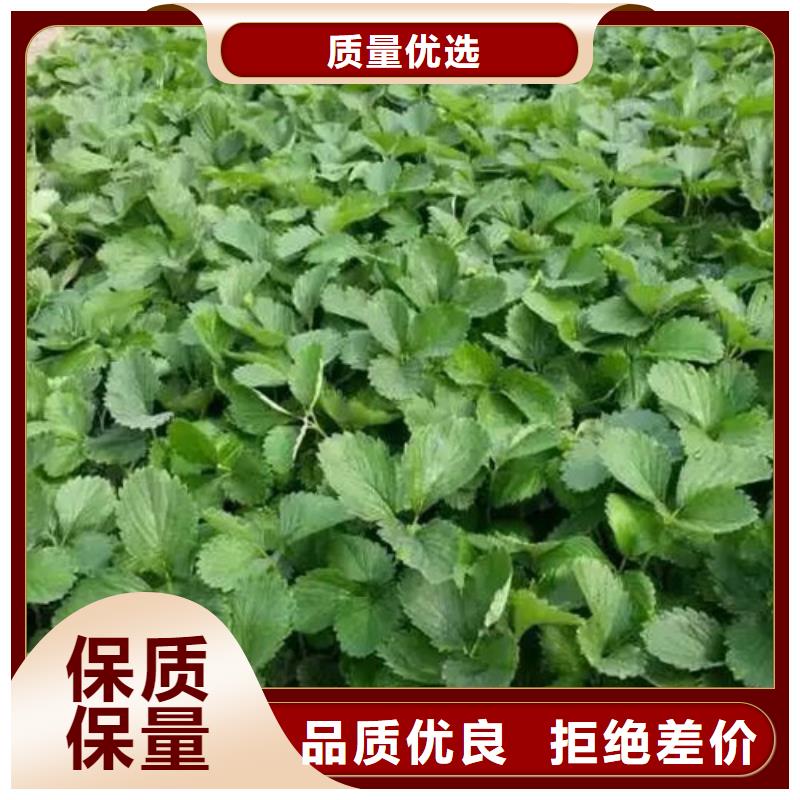 菠萝草莓苗种植品种选择本地服务商