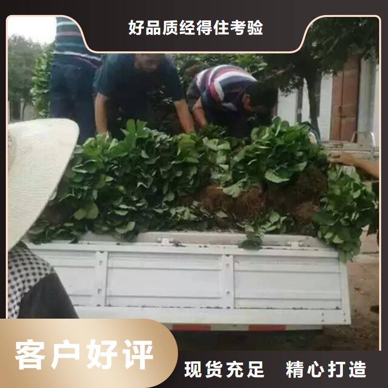 牛奶草莓苗批发价格支持拿样