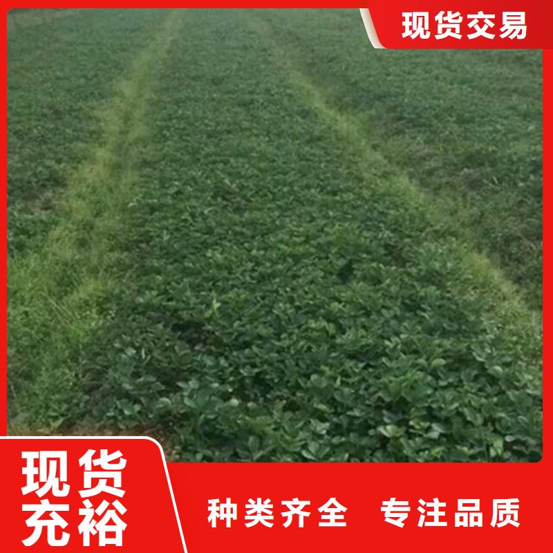 菠萝草莓苗种苗本地公司