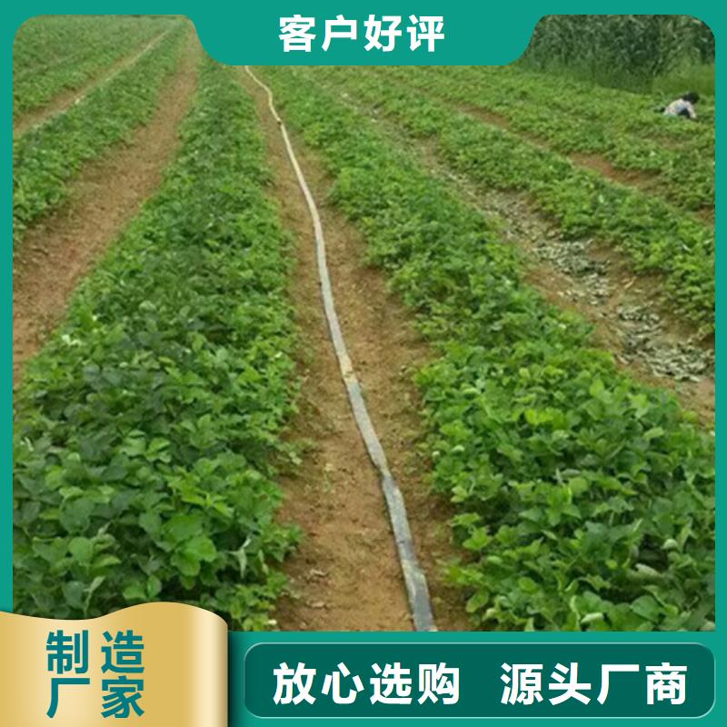 批发甜宝草莓苗找广祥农业科技有限公司信誉有保证