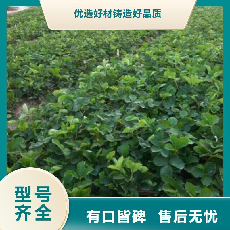宁玉草莓苗当地生产商
