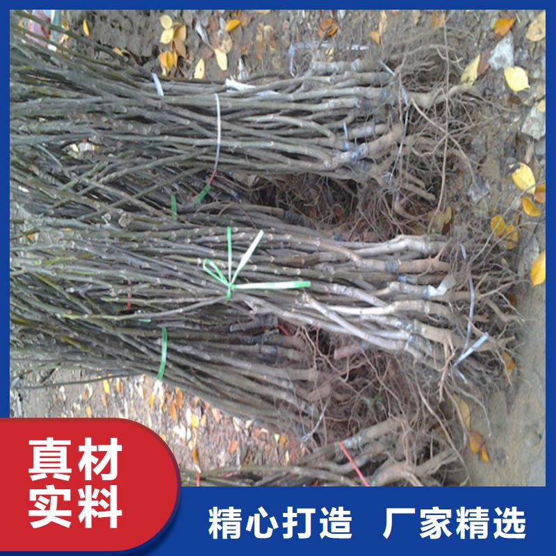 原生核桃树苗价格随到随提