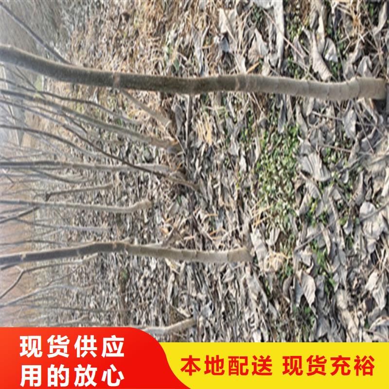 8518核桃苗哪里纯正当地服务商