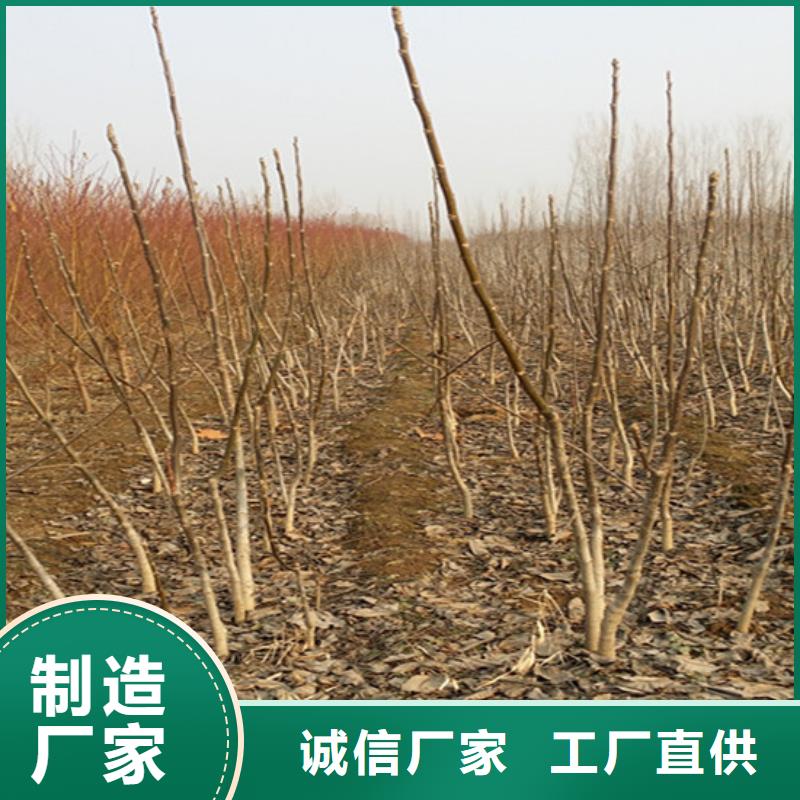 碧根果树苗哪里有种植的本地制造商