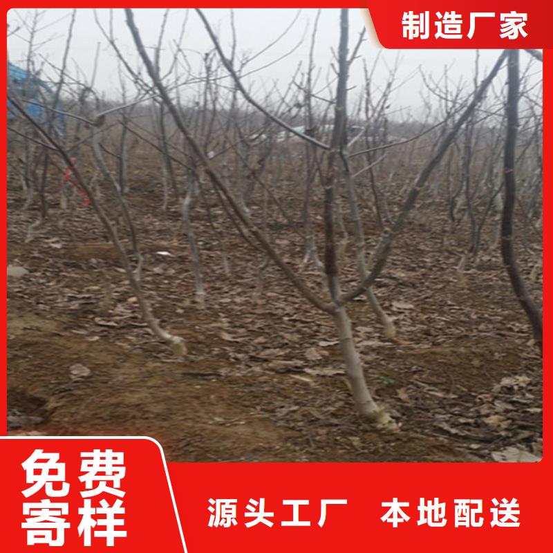 山核桃树苗基地批发多家仓库发货