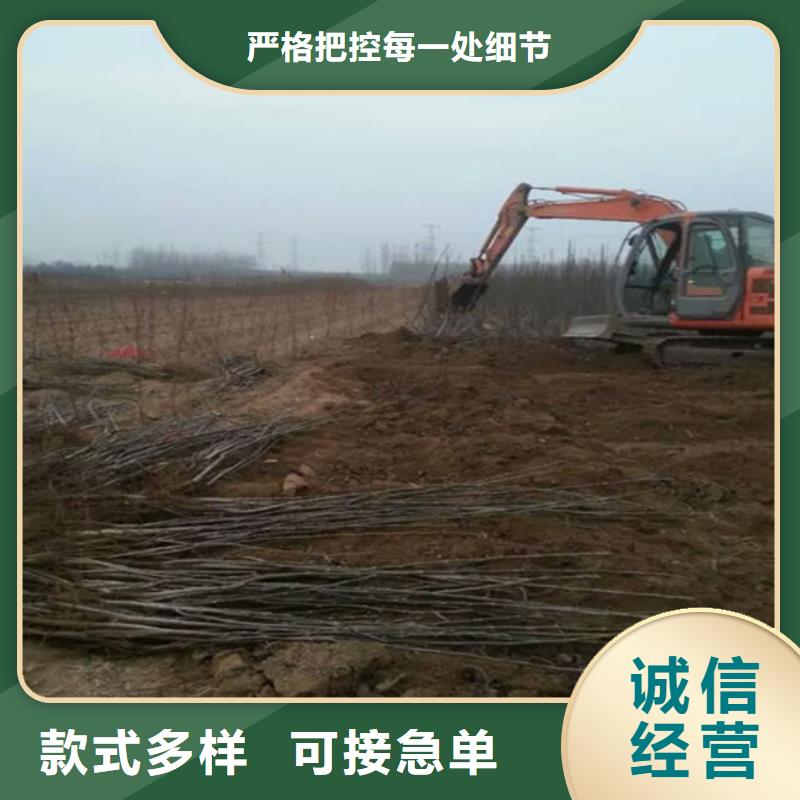 丰香核桃树苗哪里好型号全价格低