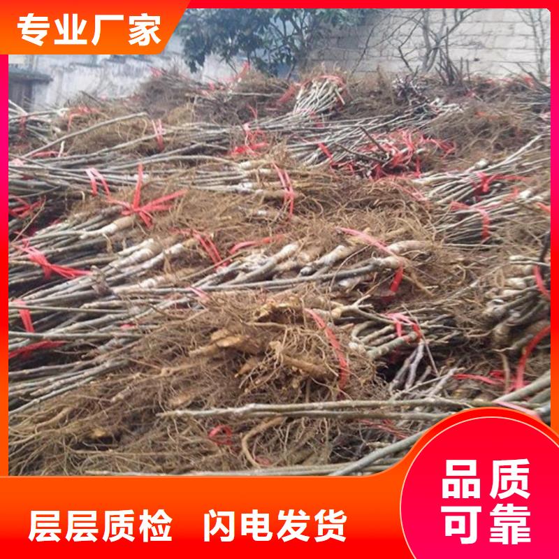 五指山市核桃树种苗专注生产N年