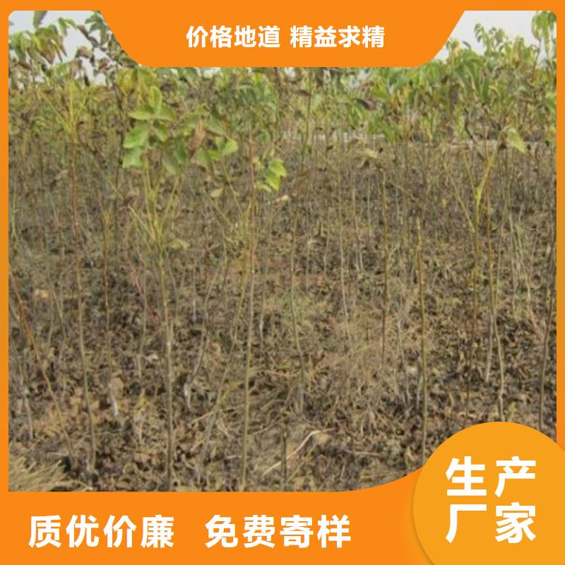 8518核桃苗价格省心又省钱