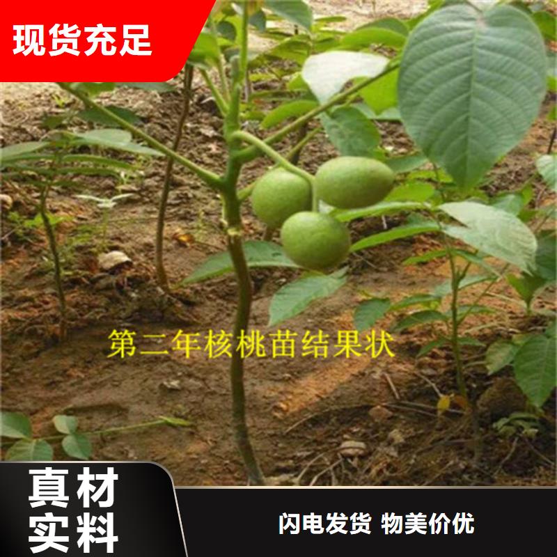 ​核桃实生苗价格多种规格供您选择