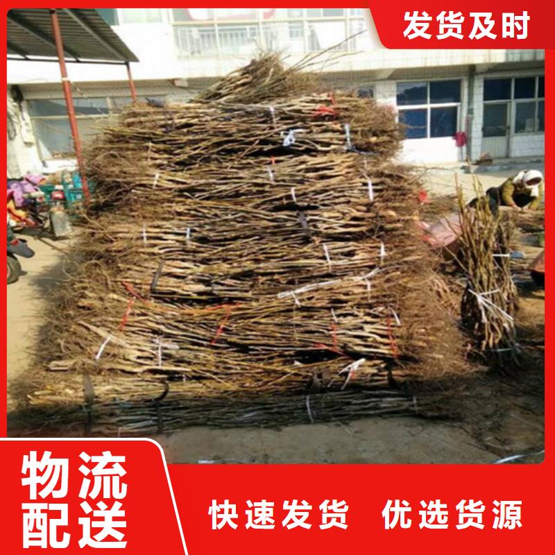 嫁接核桃苗价格多少本地供应商