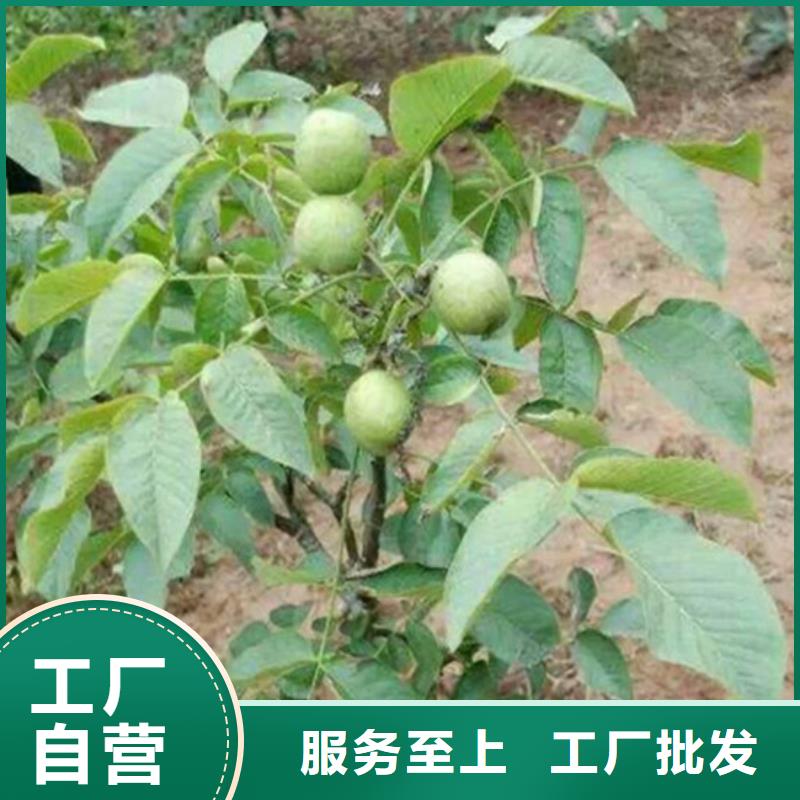 丰香核桃树苗基地批发保质保量