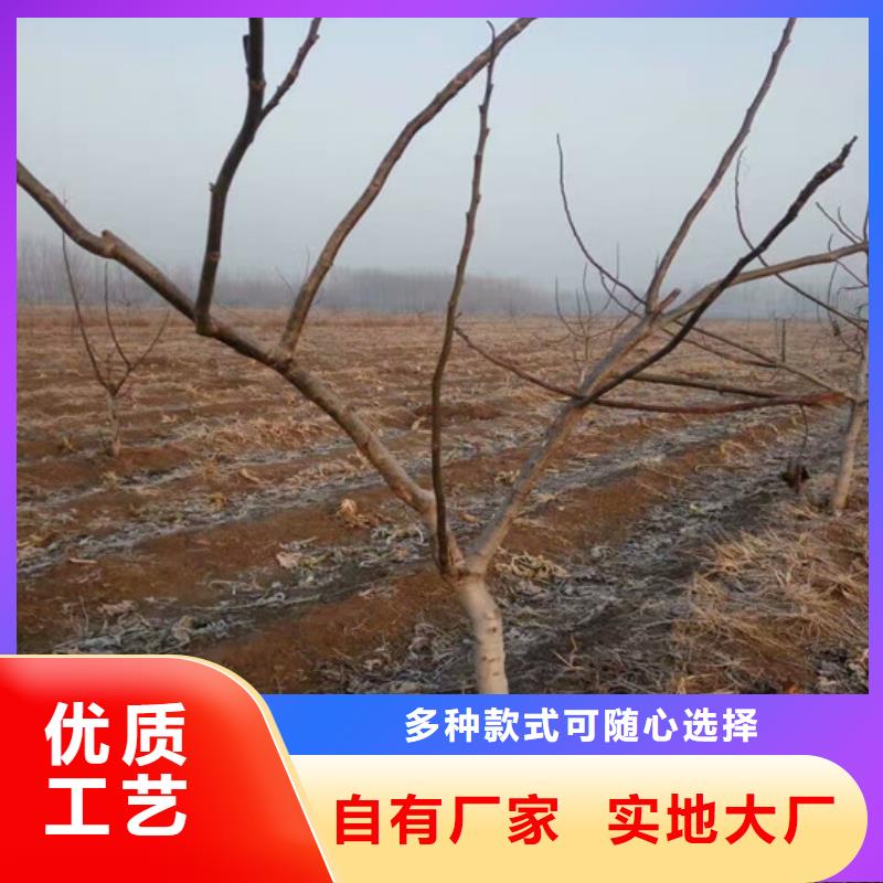 丰香核桃树苗哪里有批发的质量好