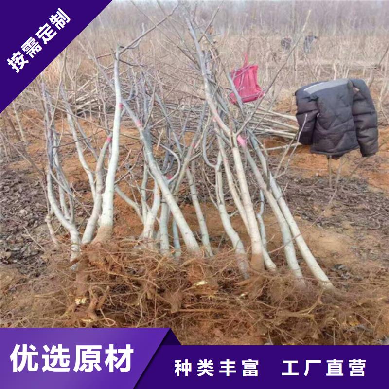 原生核桃树苗种植地区实体厂家支持定制