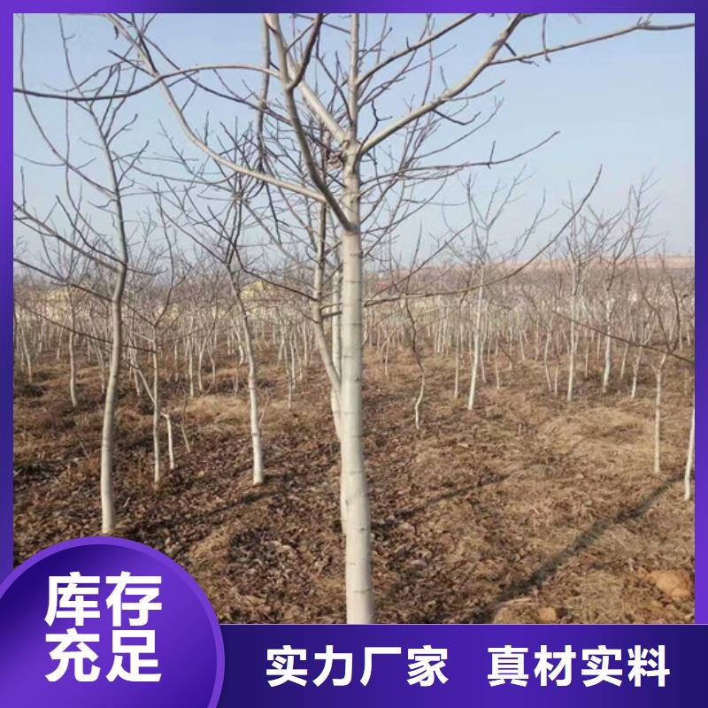 纸皮核桃苗批发厂家直销大量现货