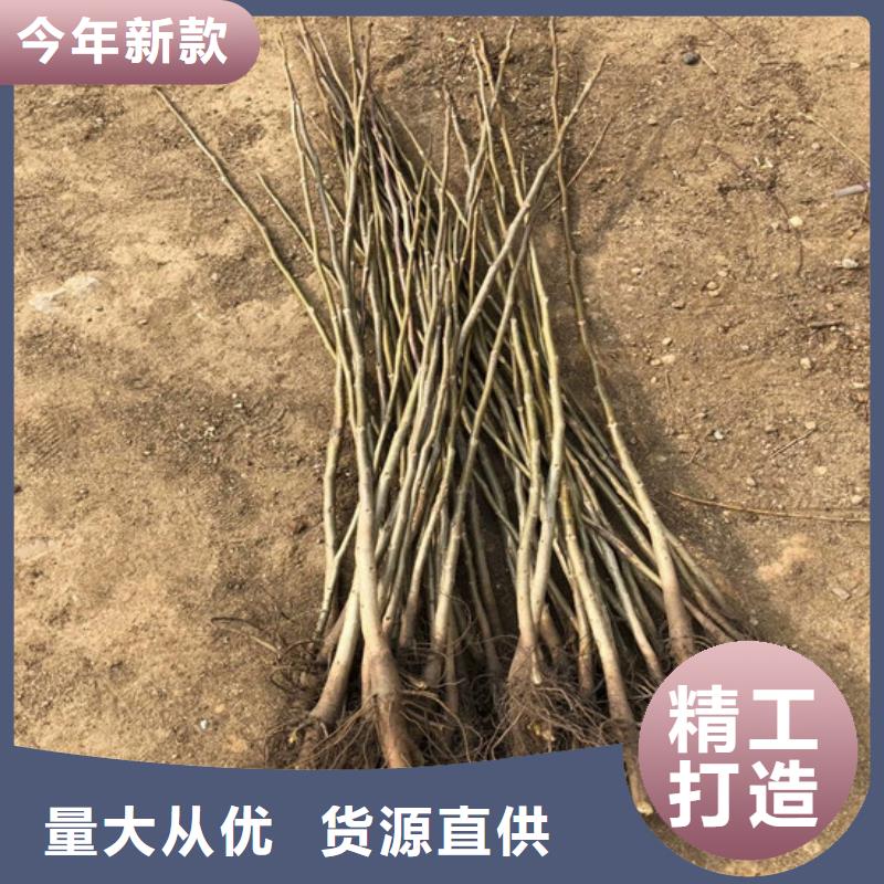 保亭县丰香核桃树苗便宜价格好货有保障