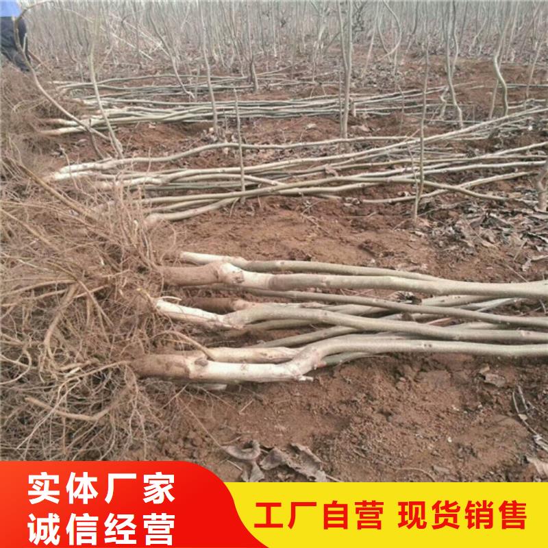 辽核树苗品种选择当地公司
