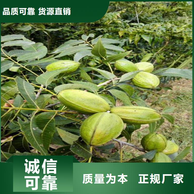 矮化核桃苗哪里纯正同城品牌