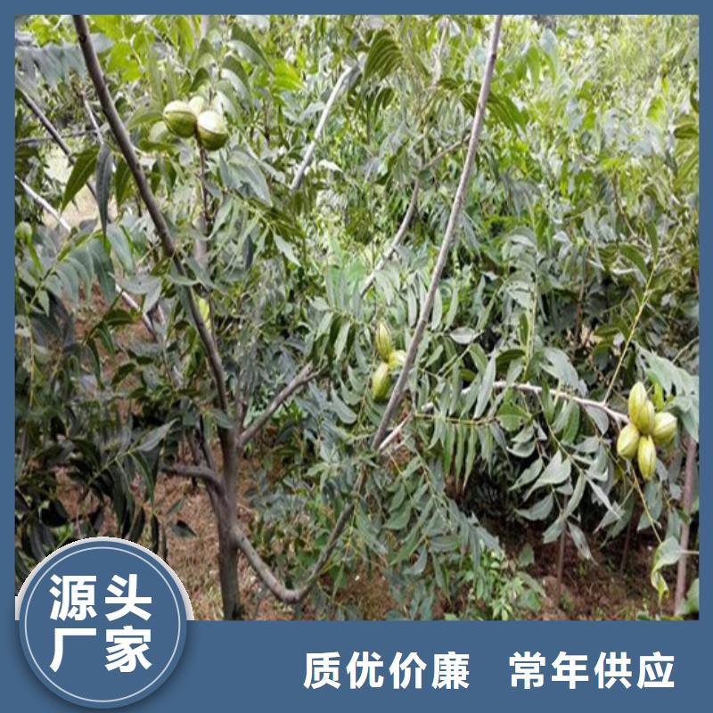山核桃树苗种植地区厂家型号齐全